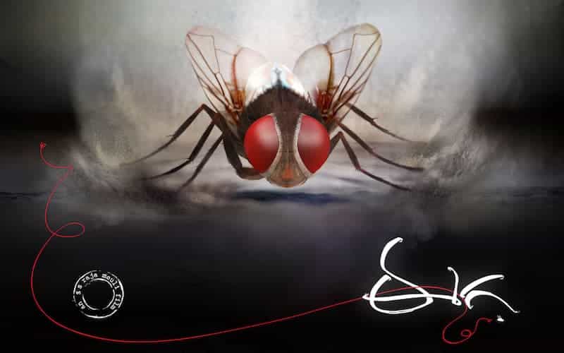 Eega